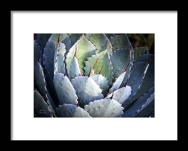 Artichoke Agave Framed Print featuring the photograph Desert Artichoke Agave by Julie Palencia