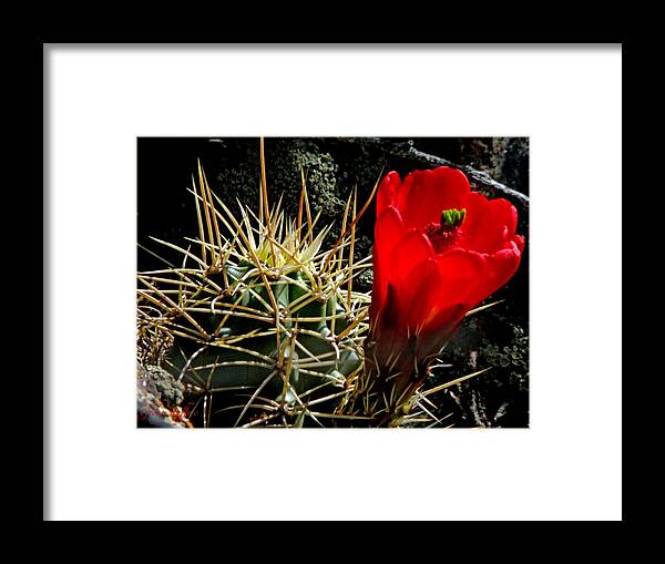 Desert Photography Framed Print featuring the photograph Desert Beauty by George Tuffy