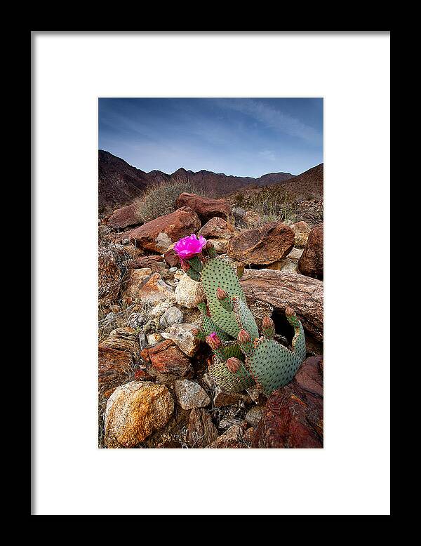 Anza-borrego Desert Framed Print featuring the photograph Desert BeaverTail by Peter Tellone