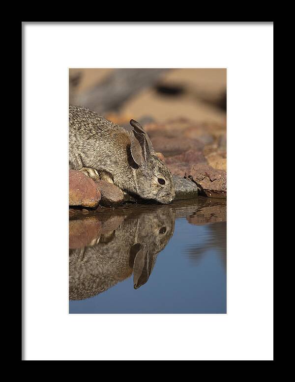 Feb0514 Framed Print featuring the photograph Desert Cottontail Drinking Santa Rita by Tom Vezo