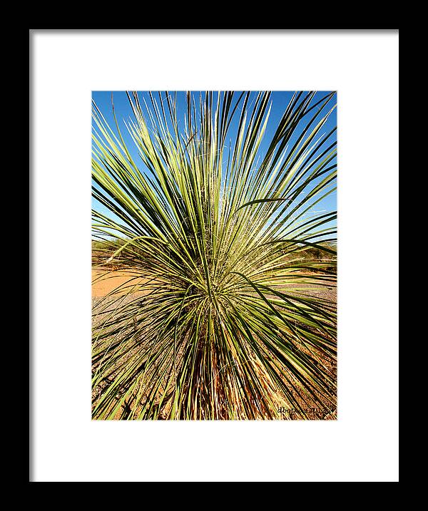 Desert Framed Print featuring the photograph Desert Peacock by Dick Botkin