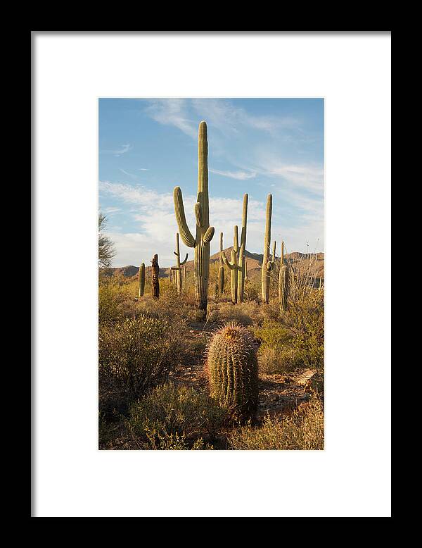 Saguaro Cactus Framed Print featuring the photograph Desert Vegetation by Chapin31