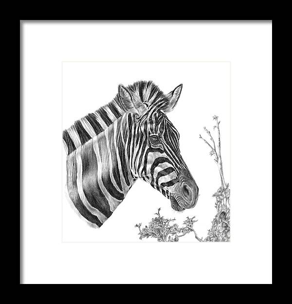 Zebra Framed Print featuring the drawing Designer Stripes by Pencil Paws