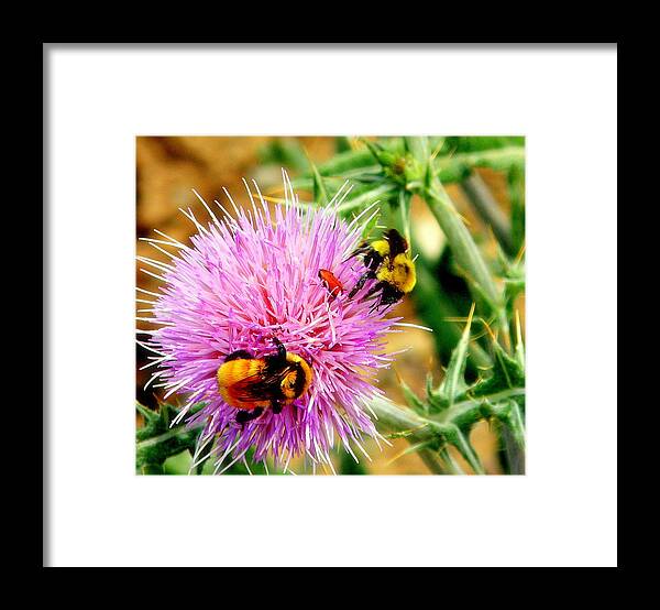 Thistle Framed Print featuring the photograph Desirable Thistle by Antonia Citrino