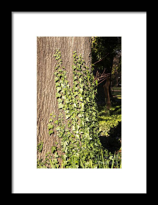 Tree Framed Print featuring the photograph Determination by Linda Lees