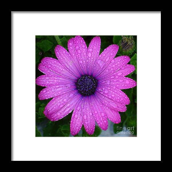 Dew Framed Print featuring the photograph Dew Drop Daisy in Purple Flair by Kim Petitt