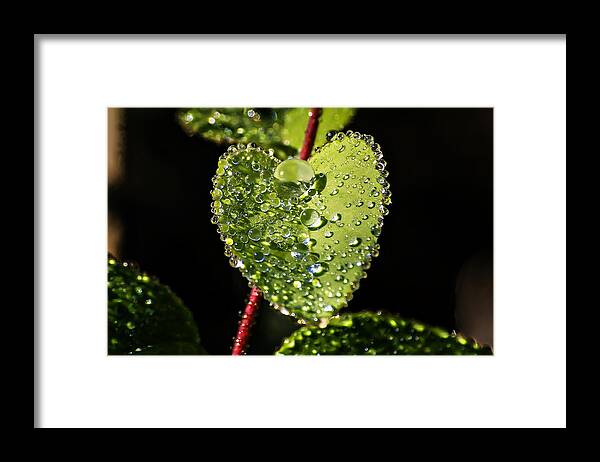 Nature Framed Print featuring the photograph Dew Drops on a Leaf II by Michael Whitaker