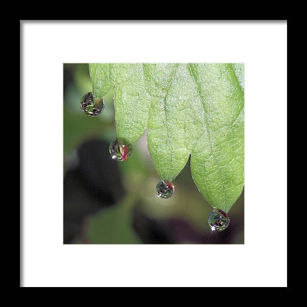 Dew Framed Print featuring the photograph Dew Drops On A Strawberry Leaf by Doris Potter