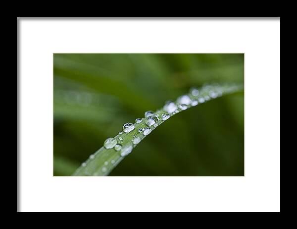 Dew Framed Print featuring the photograph Dew drops on green leaf by Garry Gay