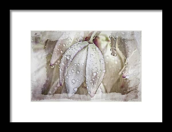 Florals Framed Print featuring the photograph Dew Drops by Pamela Steege
