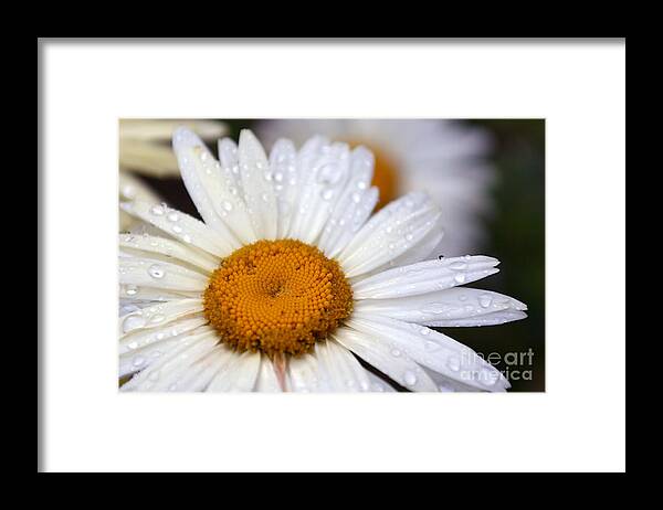 Raindrops Framed Print featuring the photograph Dewy Daisy by Raena Wilson