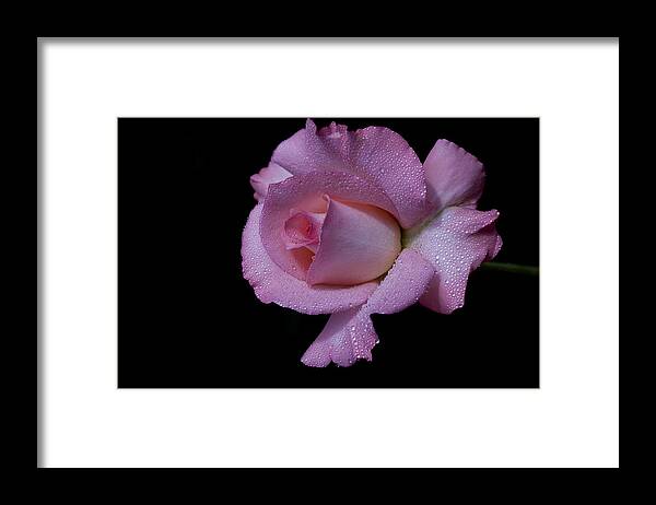Rose Framed Print featuring the photograph Dewy by Doug Norkum