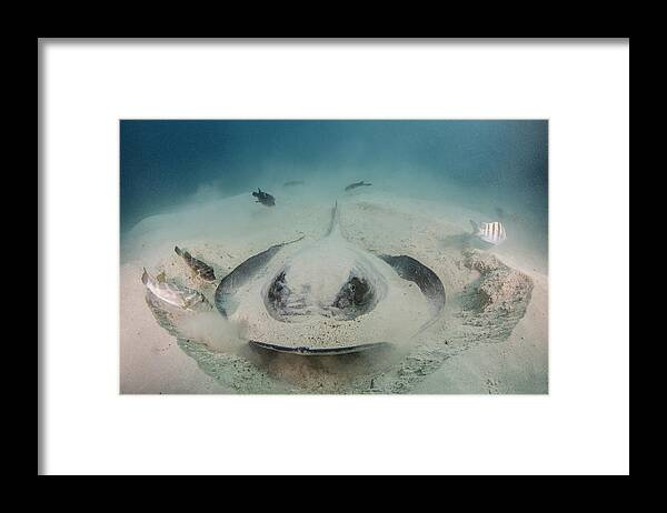 Pete Oxford Framed Print featuring the photograph Diamond Stingray Digging In Sand by Pete Oxford