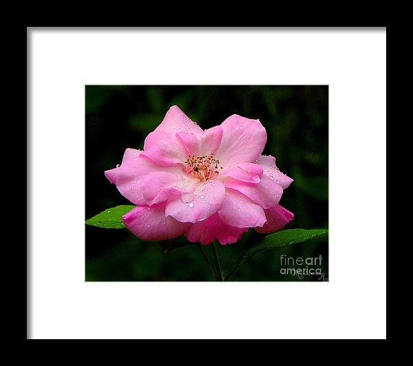 Flora Framed Print featuring the photograph Diamond-Studded Rose by Mariarosa Rockefeller