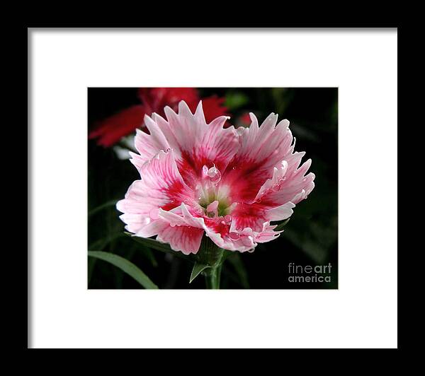 Dianthus Framed Print featuring the photograph Dianthus by Kristine Widney