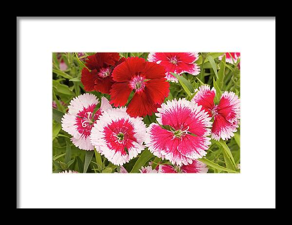 Dianthus Framed Print featuring the photograph Dianthus 'summer Splash' Flowers by Ann Pickford