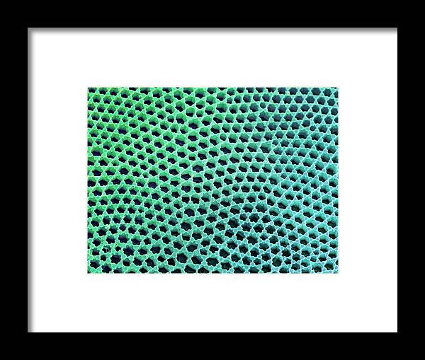 Coscinodiscus Framed Print featuring the photograph Diatom Cell Wall by Steve Gschmeissner