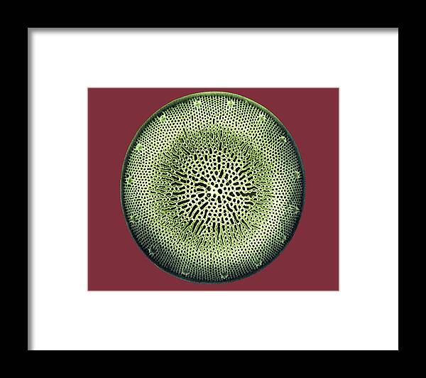 Algae Framed Print featuring the photograph Diatom by Dee Breger