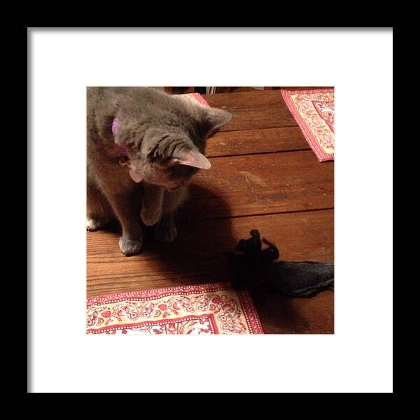 Cat Framed Print featuring the photograph Did Someone Say #catnip #mouse Oh My! by Teresa Mucha