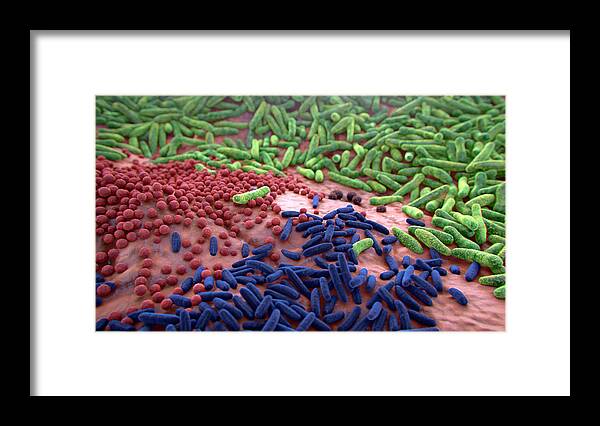 Bacterium Framed Print featuring the photograph Different Bacterial Flora by Thierry Berrod, Mona Lisa Production