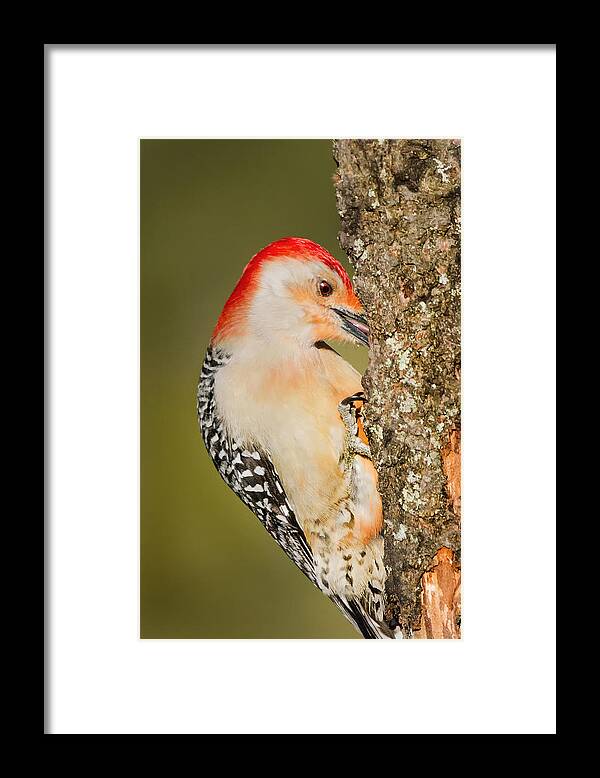 Woodpecker Framed Print featuring the photograph Diggin by Bill Wakeley
