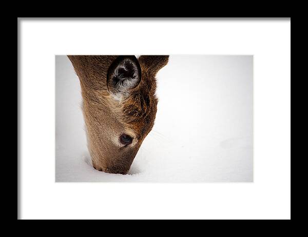 Deer Framed Print featuring the photograph Digging by Karol Livote