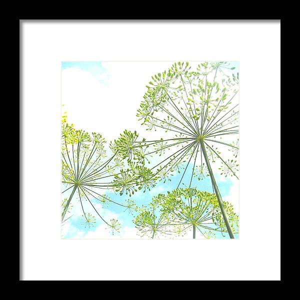 Photograph Framed Print featuring the photograph Dill Garden by Tracy Male