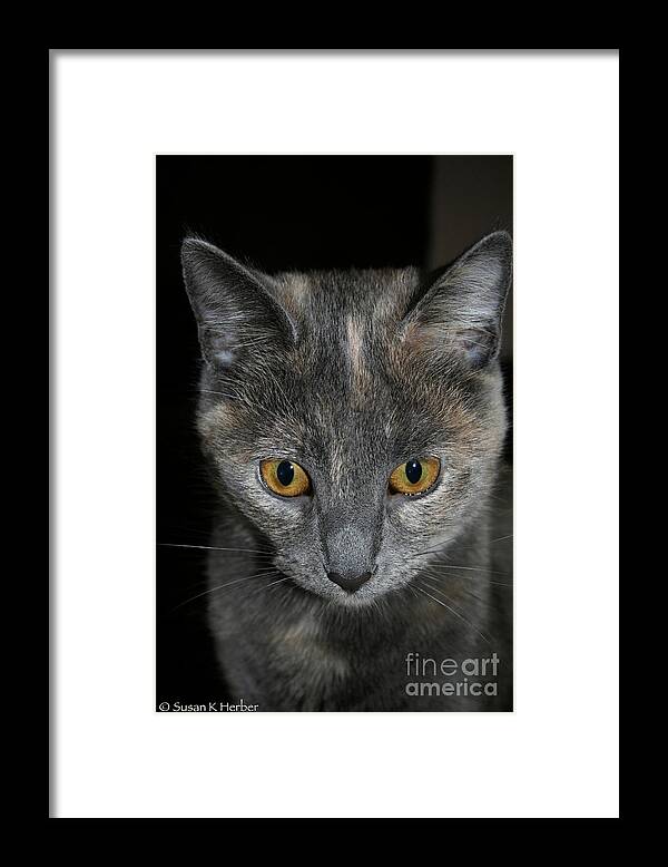 Cat Framed Print featuring the photograph Dilute Tortishell by Susan Herber