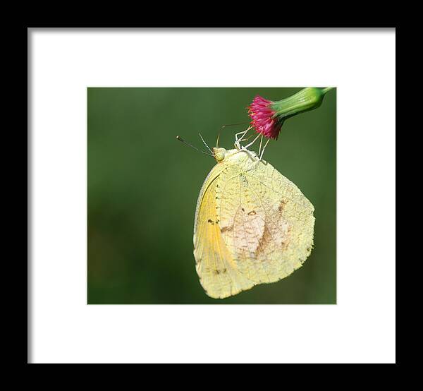 Photograph Framed Print featuring the photograph Dina Yellow by Larah McElroy