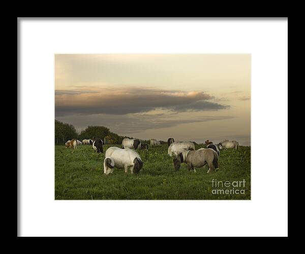 Ponies Framed Print featuring the photograph Dining Ponies by Ang El