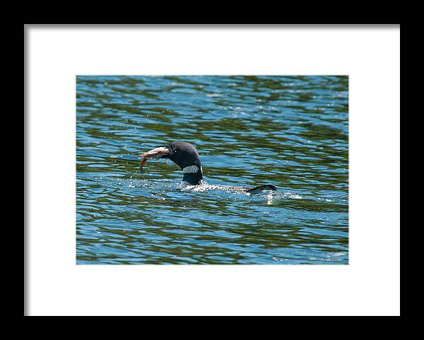 Birds Framed Print featuring the photograph Dinner Time by Brenda Jacobs
