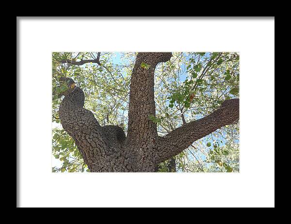Dino Framed Print featuring the photograph Dino Tree by Nora Boghossian