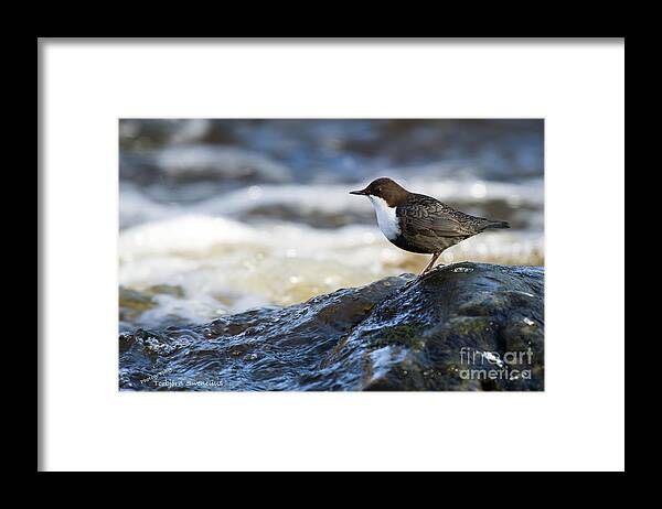 Dipper Profile Framed Print featuring the photograph Dipper Profile by Torbjorn Swenelius