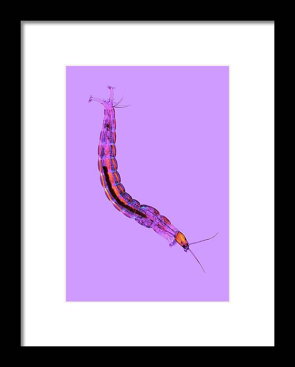 Polarised Light Framed Print featuring the photograph Diptera Larva by Karl Gaff