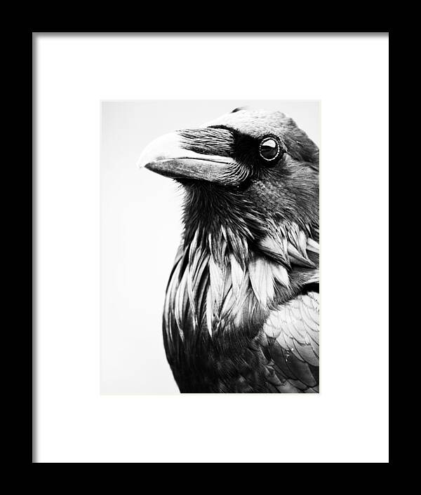 Bird Framed Print featuring the photograph Direction Of The Blackbird by J C