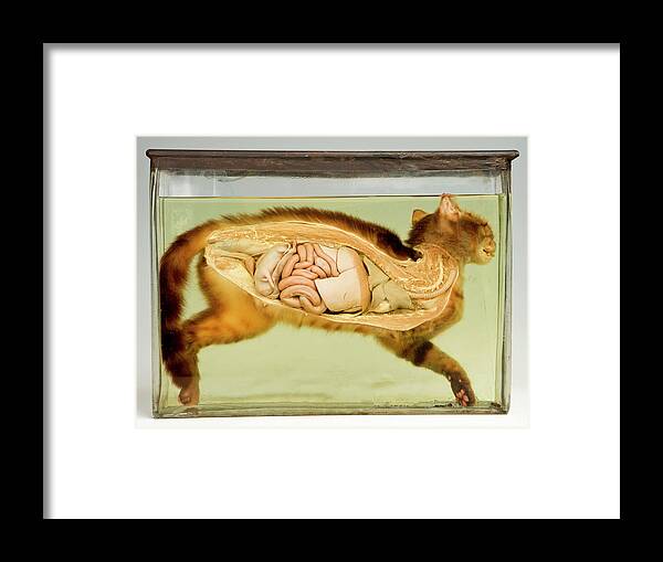 Anatomy Framed Print featuring the photograph Dissected Wildcat by Ucl, Grant Museum Of Zoology
