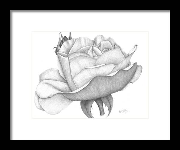 Rose Framed Print featuring the drawing Distant Drum Rose Bloom by Patricia Hiltz