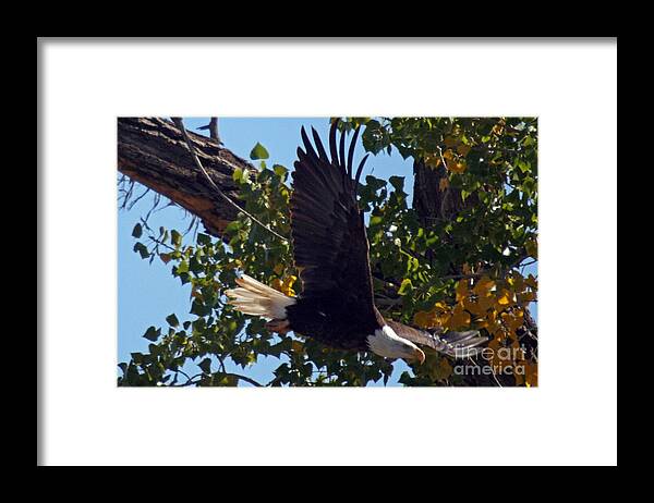 Colorado Framed Print featuring the photograph Diving by Bob Hislop