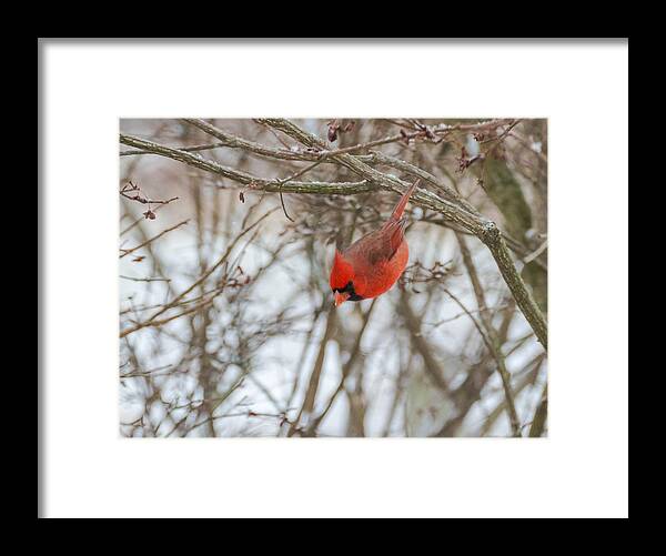 Jan Holden Framed Print featuring the photograph Diving Cardinal by Holden The Moment