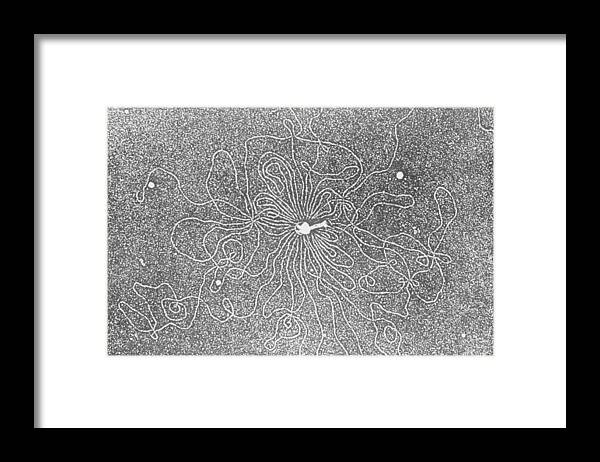 Dna Framed Print featuring the photograph Dna by Biology Pics