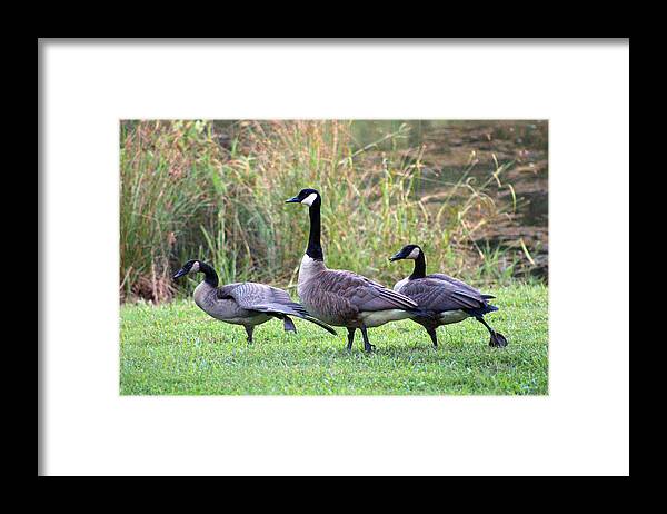 Geese Framed Print featuring the photograph Do The Hokie Pokie by Lorna Rose Marie Mills DBA Lorna Rogers Photography