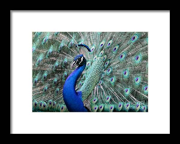 Amazing Framed Print featuring the photograph Do you Like Me Now by Sabrina L Ryan