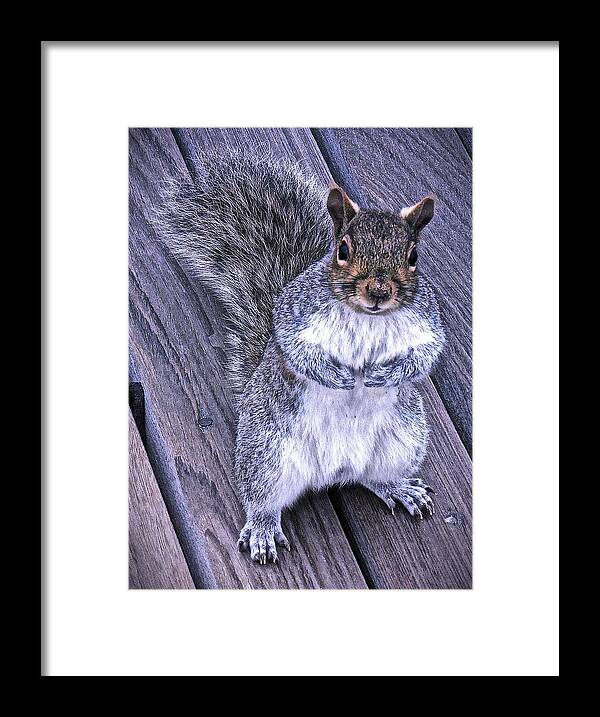 Gray Squirrel Framed Print featuring the photograph Do You Think I'm Cute by Joan Reese