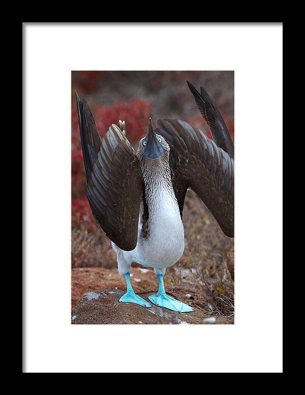 Galapagos Islands Framed Print featuring the photograph Do You Think I'm Sexy by David and Patricia Beebe