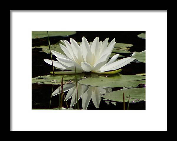Waterlily Framed Print featuring the photograph Dockside Lily by Alice Mainville