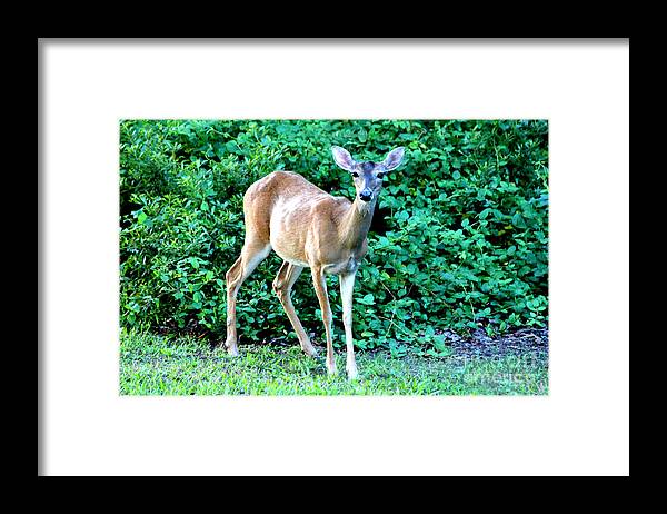 Doe Framed Print featuring the photograph Doe A Deer by Kathy White