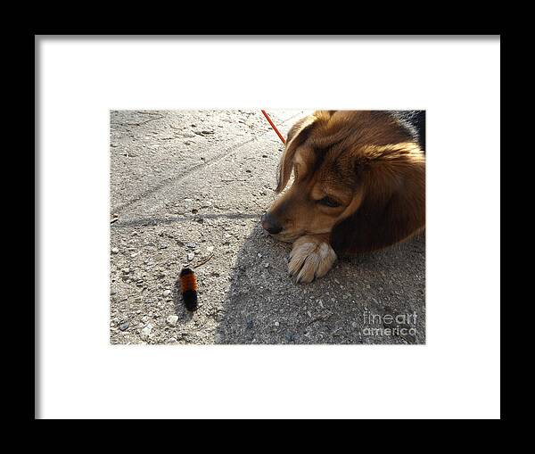 Beagle Framed Print featuring the photograph Dog and Friend by Erick Schmidt
