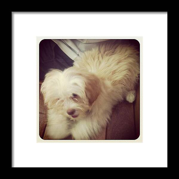 Dog Framed Print featuring the photograph #dog Friend I Met At The Vet. :) by Lisa Pabunan