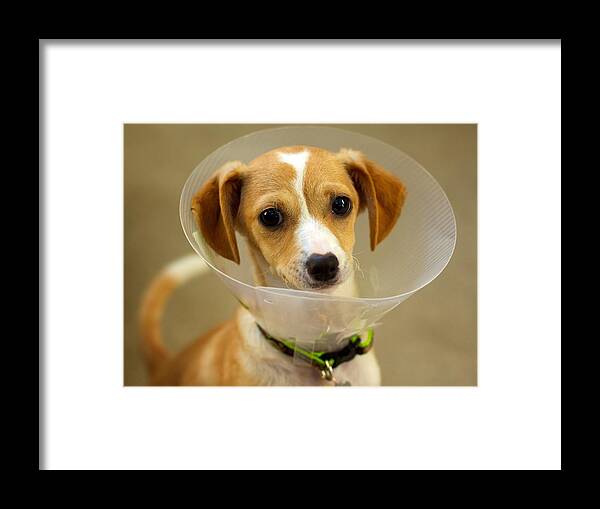 Pets Framed Print featuring the photograph Dog inside funnel by Chris Saulit