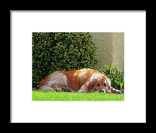 Dog Framed Print featuring the photograph Dog Relaxing by Susan Savad